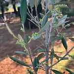 Hébergement de vacances Casale Sofia E Mariagiulia