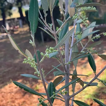 Vakantiehuis Casale Sofia E Mariagiulia
