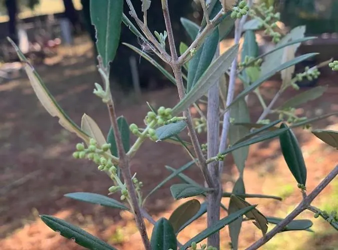 Holiday home Casale Sofia E Mariagiulia